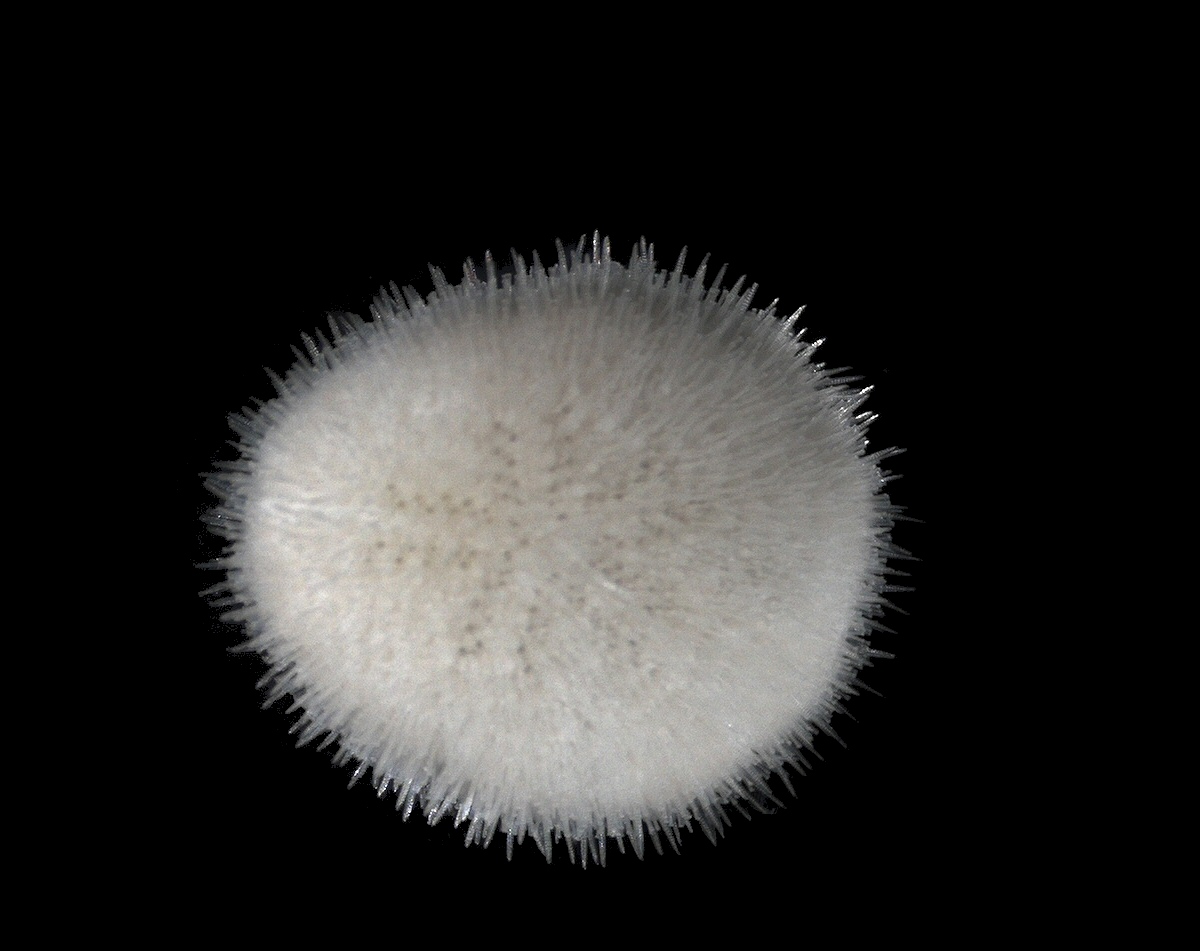 Представитель Семейства Fibulariidae